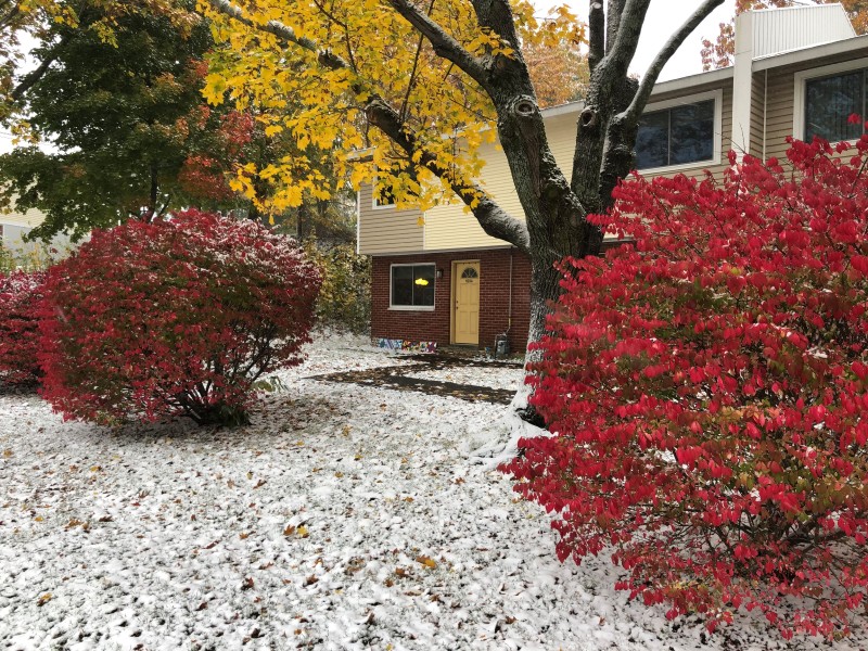 Apartments exterior with red bushes